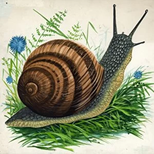 Snail, illustration