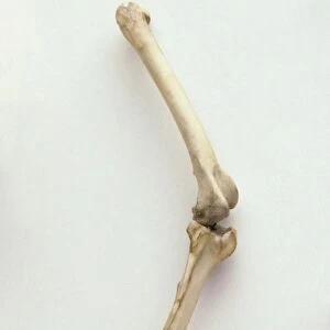 Snowy owl leg bones, femur, knee joint, tibiotarsus, trsometatarsus, toes and sharp talons, side view