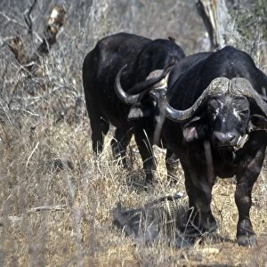 South Africa, Kruger National Park, pair of Cape buffaloes (Syncerus caffer)