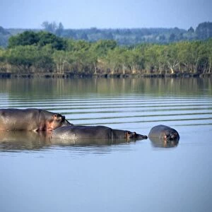 South Africa, KwaZulu-Natal, St Lucia Estuary, group of Hippopotamus basking in the water