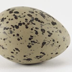 Whole speckled egg