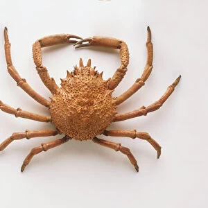 Spiny Spider Crab (Maja squinado), view from above