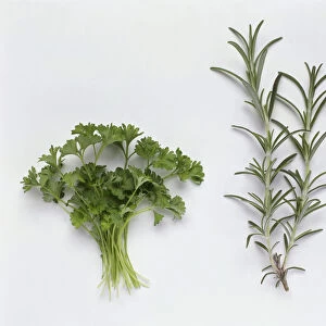 Sprigs of rosemary and parsley