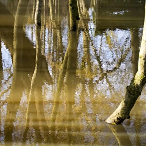 Submerged trees during floods on Christ Church Water Meadows in Oxford