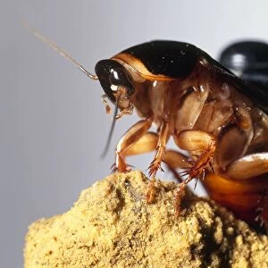 Cockroaches Collection: Surinam Cockroach