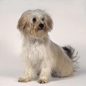 Tan and white Bichon-Yorkie (Bichon Frise and Yorkshire Terrier) cross-bred semi-longhaired dog, sitting