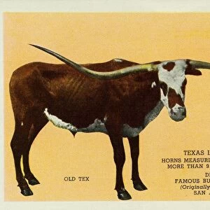 Texas Longhorn. ca. 1939, San Antonio, Texas, USA, OLD TEX, the best known specimen of that hardy race of cattle, the famous TEXAS-LONGHORN, escaped the early day cowboys who herded and drove them to distant railroad shipping points. He roamed the prairies of Southwest Texas to an undetermined age and is now full body mounted as shown and stands as one of outstanding exhibits in the Buckhorn Curio Store Museum, originally the Famous Buckhorn Bar in San Antonio, Texas