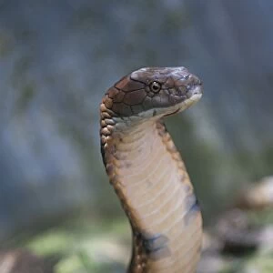 Thailand, Phuket, Chalong, raised head of a King cobra (Ophiophagus hannah), at a