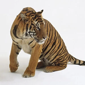 Tiger standing up from a seated position