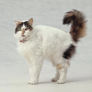 Tri-coloured cat, white body with tabby and ginger markings on head and tail, thick fur, wearing red collar with name tag, bushy tail held high in air, side view