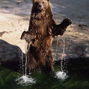 Ursus arctos (brown bear). Family ursidae. European brown bear (u. A. Arctos) with wet fur standing in water