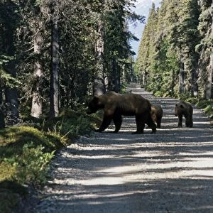 USA, Alaska, Katmai National Park, female Grizzly Bear and cubs on dirt road through forest