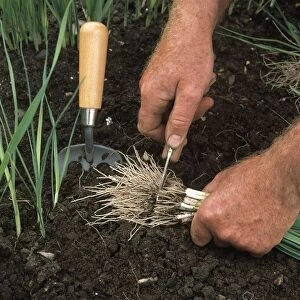 Using knife to cut ends off young leek roots in preparation for planting