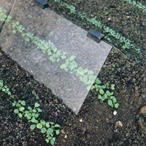 Vegetables growing under a glass-tent cloche to protect crops against cold, frost