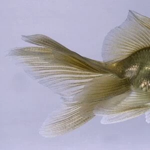 Veiltail: a dark golden fish with a caudal fin that hangs in folds
