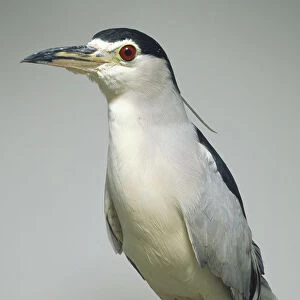 Side view of a Black Crowned Night Heron with head in profile