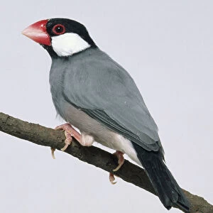 Side view of a captive Java Sparrow perched on a thin branch