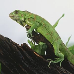 Side view of Green Iguana, Iguana iguana, on tree trunk next to water
