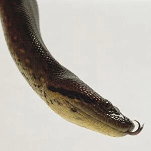 Side view of the head of a Green Anaconda showing the thick, powerful neck, a dark stripe which passes from the eye to the angle of the jaw, and the snakes forked tongue