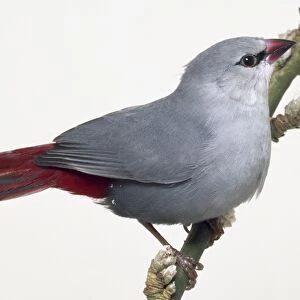 Side front view of a Lavender Waxbill, perching on a narrow branch with buds on it, with head in profile and showing red tail feathers
