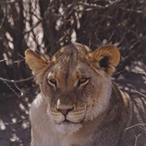 Front view of Lioness lying under tree in dusty landscape