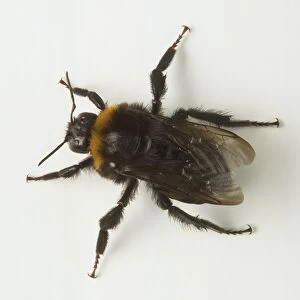 Above view queen bumble bee or bombus with hairy legs and body