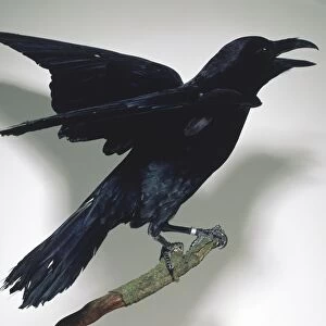 Side view of a Raven perching on a branch with wings slightly lifted and the bill open