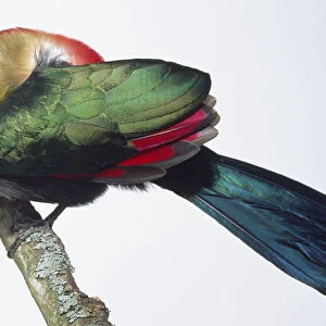 Side view of a Red-Crested Turaco, Tauraco erythrolophus, perching on a branch, with its head turned under its wing as it preens, showing the bright red, dense crest of fine feathers on the head, green breast feathers and darker wing and body plumage