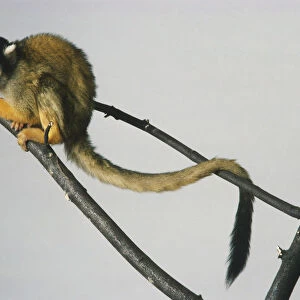 Side view of squirrel monkey huddled up on tree branch
