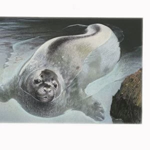 Weddell Seal (Leptonychotes weddellii), illustration