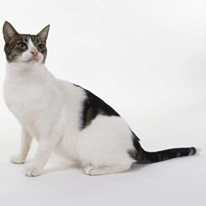White and Brown non-pedigree cat with white facial blaze between eyes, sitting