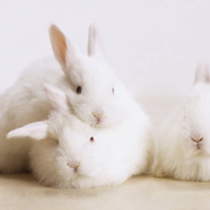 Three White Rabbits (Oryctolagus cuniculus), one of them leaning its head on anothers back, front view
