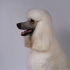 White Standard Poodle with head in profile showing long ears, mouth open