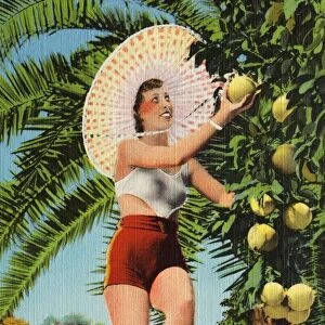 Woman Picking Fruit from Tree. ca. 1935, Florida, USA, 881. LUSCIOUS FRUIT IN FLORIDA