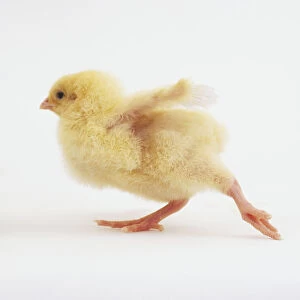 A yellow chick (Gallus gallus) walking away, side view