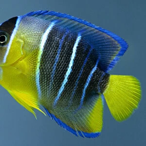 A yellow fish with grey vertical stripes and blue outlines around around the fins