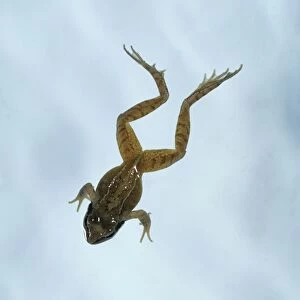 Young frog leaping
