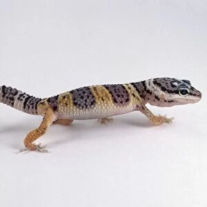 Young Leopard Gecko (Eublepharis macularius) walking, side view