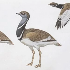 Zoology: Birds, Little Bustard, (Tetrax tetrax), male and female, illustration