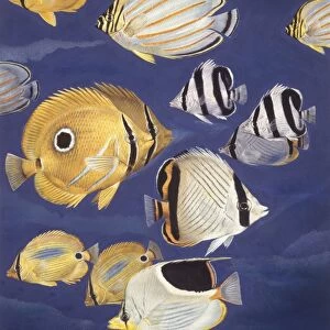Zoology: Fishes: Butterflyfish (Chaetodontidae), different species, illustration