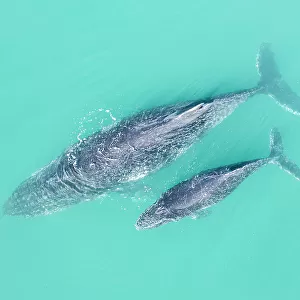 Aerial viewpoint of large Humpback whale and baby calf swimming in Blue ocean water