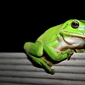 North American True Frogs Collection: Green Frog