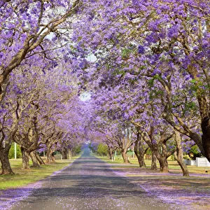 Beautiful Purple jacaranda Tree lined street