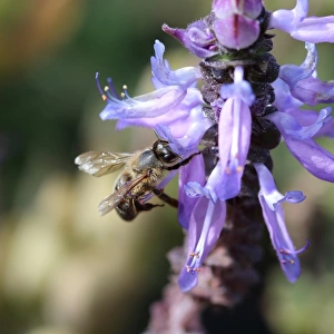 Bee on Dogbane Plectranthus caninus or known as Colues canina or dogbane blooming flowers
