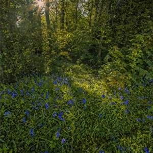 Bluebells in bloom East Morden