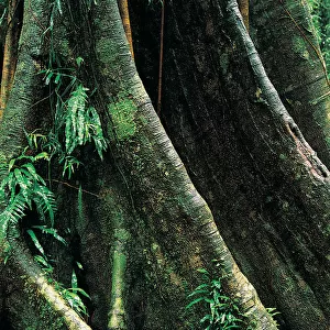 Butresses of giant rainforest tree, Dorrigo National Park, New South Wales, Australia