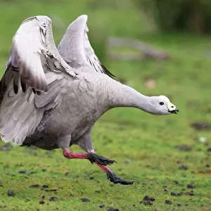 Geese Collection: Cape Barren Goose