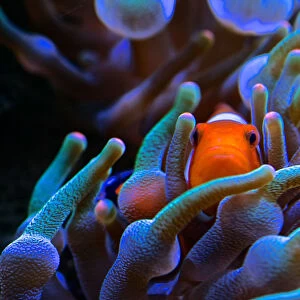 Clownfish peeping