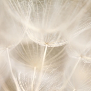 Dandelion abstract background shallow focus