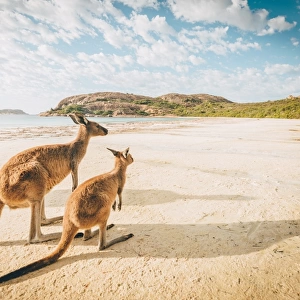 Esperance beach Kangaroos